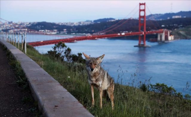 coyote-mirador-vista-point-del-puente-golden-gate-con-san-francisco-fondo-1586850567445