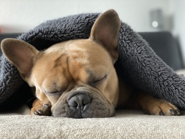 french-bulldog-4713013_1280