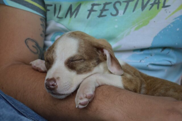 puppy-2845276_1280