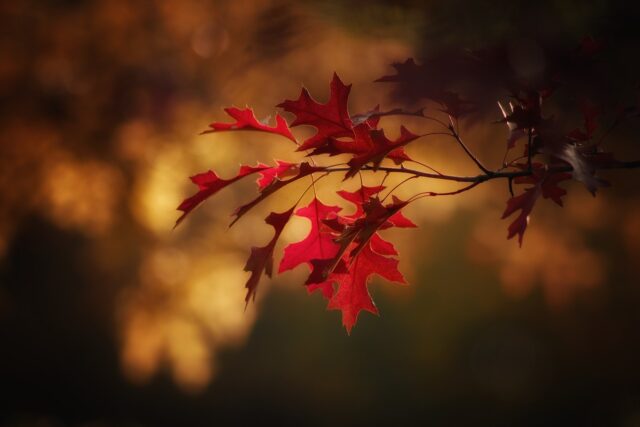 maple-leaves-2895335_1280