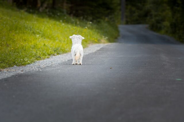 dog-1543329_1280