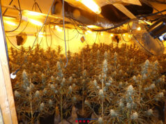 xalet marihuana