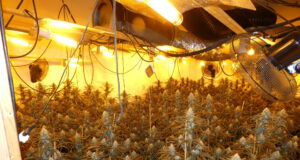 xalet marihuana