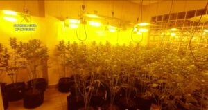 marihuana Tarragona