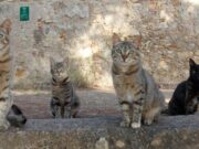 El Catllar fa una crida a voluntaris que cuidin les colònies de gats