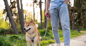 S’organitza una passejada amb gossos per Tarragona per promoure l’adopció