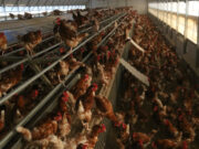 L’encariment dels ous relacionat amb la grip aviària