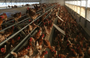 L’encariment dels ous relacionat amb la grip aviària