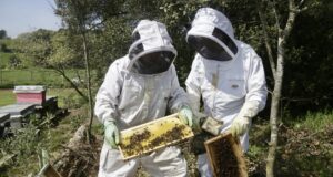 La producció de mel de romer i taronger cau un 50% a Tarragona