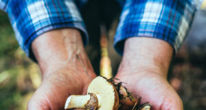 Bolets al Camp de Tarragona: com identificar-los, on trobar-los i com cuinar-los