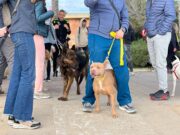 Èxit del ‘Un Passeig Bestial’ a Tarragona