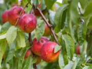 La URV troba una tècnica per predir la maduració de la fruita sense malmetre-la