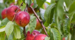 La URV troba una tècnica per predir la maduració de la fruita sense malmetre-la