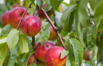 La URV troba una tècnica per predir la maduració de la fruita sense malmetre-la