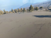 Investigadors de la URV identifiquen tres noves varietats de vinya a l’illa de la Palma