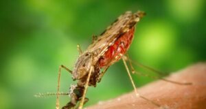 Un test ràpid amb el mòbil detectarà els casos greus de malària importada