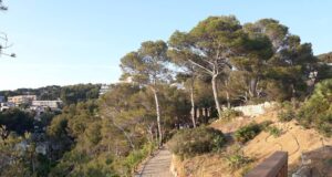 سالو تعزز ساحلها الأخضر بزراعة 3,800 نبتة أصلية