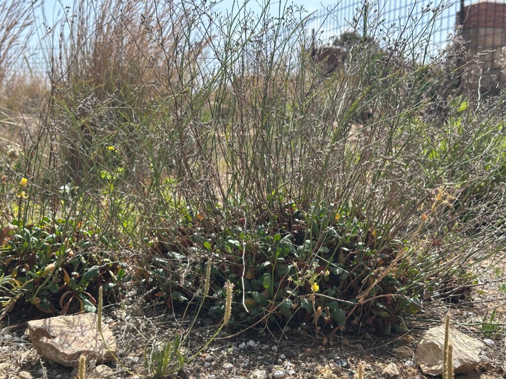 camí de ronda Savinosa Tarragona