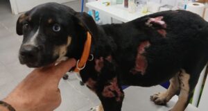 S’investiga un cas de maltractament animal a Riudoms amb un gos llançat a una foguera
