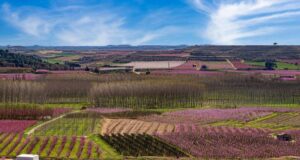 Una recerca de la URV conclou que les DOP ajuden a mantenir paisatges agrícoles