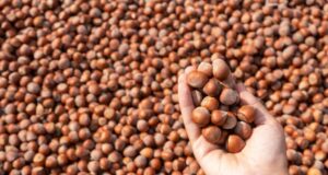 Un estudi de la URV conclou que menjar fruita seca s’associa amb una millor qualitat espermàtica