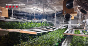 Els Mossos desmantellen una plantació de marihuana i detenen un home a Tarragona