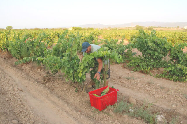 Verema DO Tarragona