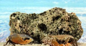 OxV | Reportatge del dia 13/08/26: La biodiversitat de les nostres platges i l’impacte del turisme